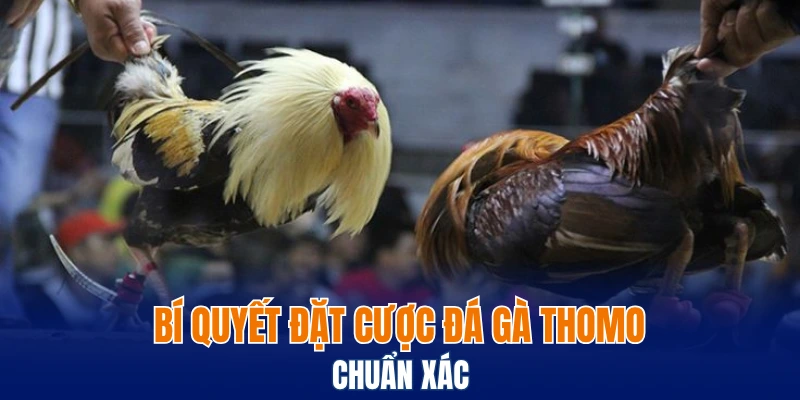 Đá Gà Đòn - Phương Pháp Nhận Diện Chiến Kê Thực Thụ 7 Bí quyết đặt cược đá gà Thomo chuẩn xác
