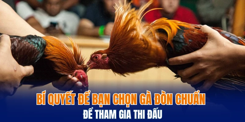 Đá Gà Thomo Trực Tuyến, Chơi Thật, Thắng Lớn Cùng Bwing 7 Bí quyết để bạn chọn gà đòn chuẩn để tham gia thi đấu