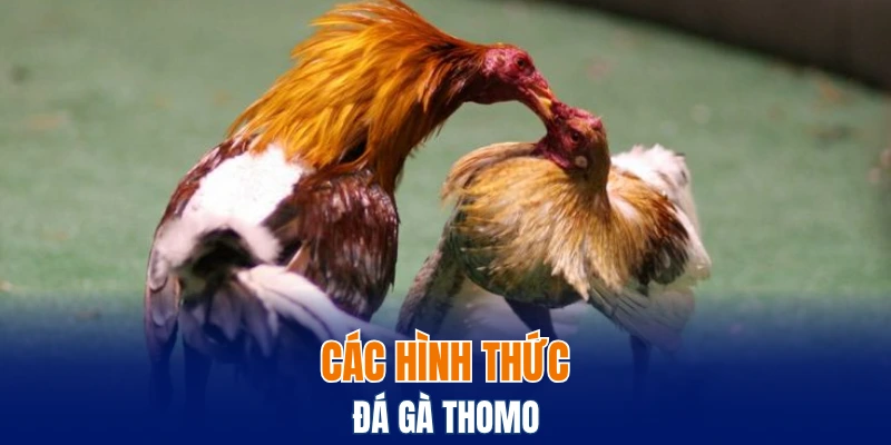 Đá Gà Đòn - Phương Pháp Nhận Diện Chiến Kê Thực Thụ 6 Các hình thức đá gà Thomo