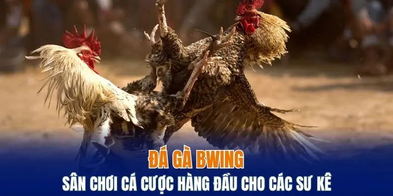 Đá gà Bwing - Điểm đến lý tưởng của các sư kê