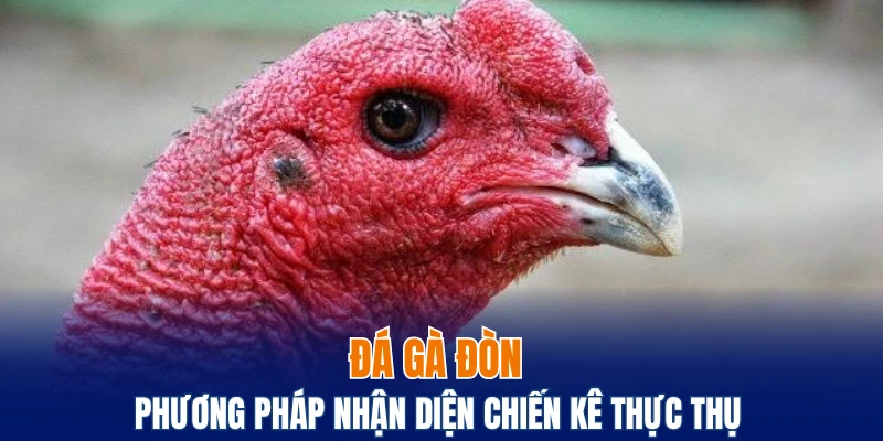 Đá Gà Đòn - Phương Pháp Nhận Diện Chiến Kê Thực Thụ 1 đá gà đòn