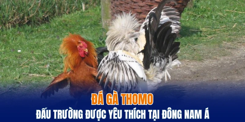 Đá Gà Thomo Trực Tuyến, Chơi Thật, Thắng Lớn Cùng Bwing 2 đá gà Thomo