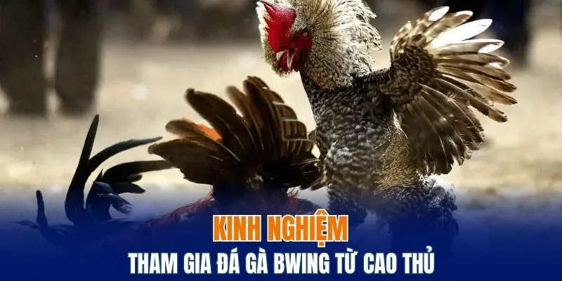 Kinh nghiệm tham gia đá gà Bwing từ cao thủ