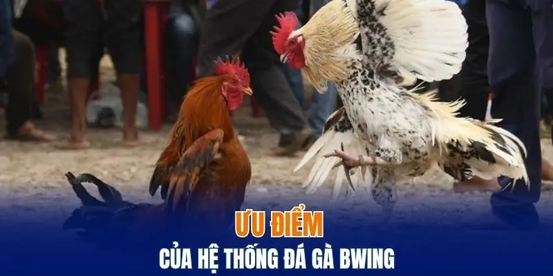 Những ưu điểm của hệ thống đá gà Bwing