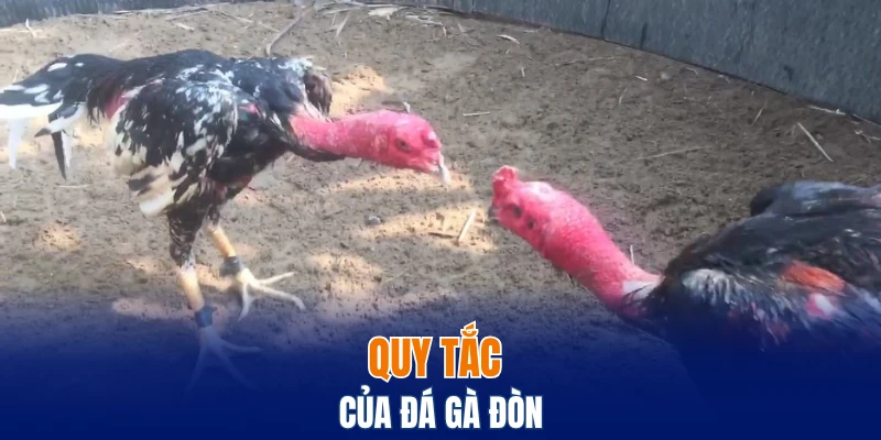 Đá Gà Thomo Trực Tuyến, Chơi Thật, Thắng Lớn Cùng Bwing 6 Quy tắc của đá gà đòn