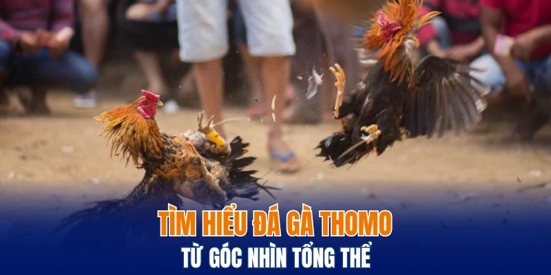 Đá Gà Đòn - Phương Pháp Nhận Diện Chiến Kê Thực Thụ 5 Tìm hiểu đá gà Thomo từ góc nhìn tổng thể