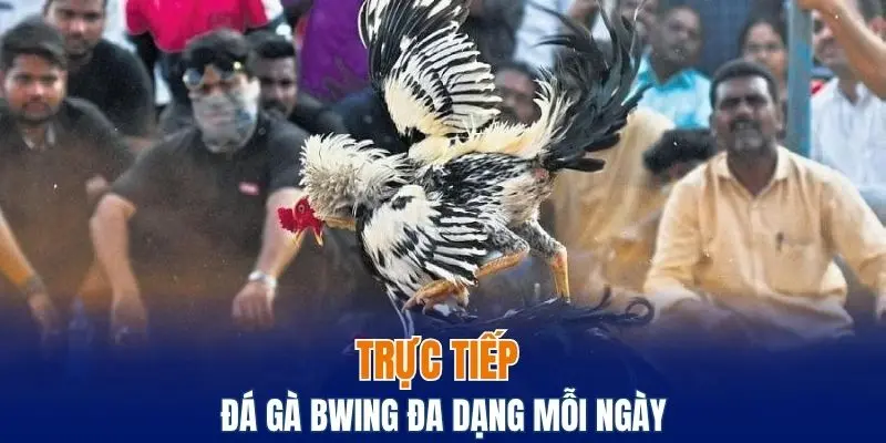 Trực tiếp đá gà Bwing đa dạng mỗi ngày